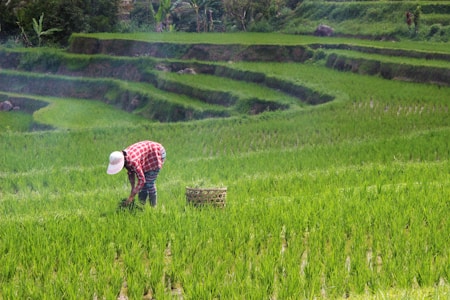 A person wearing a red plaid shirt and white hat is tending to crops in a lush green terraced rice field. The landscape features multiple layers of vibrant greenery with clear blue skies in the background.