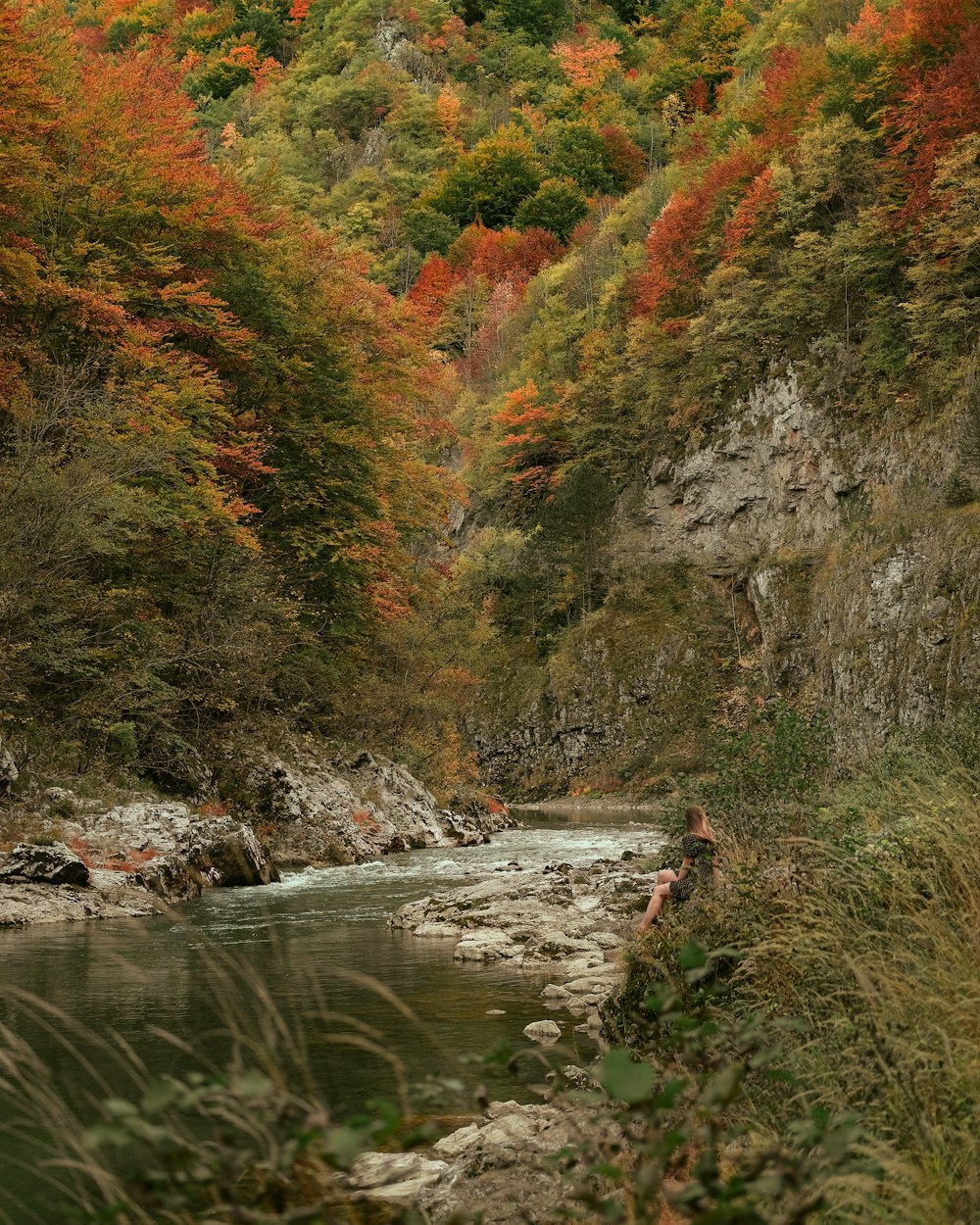 river surrounded with trees