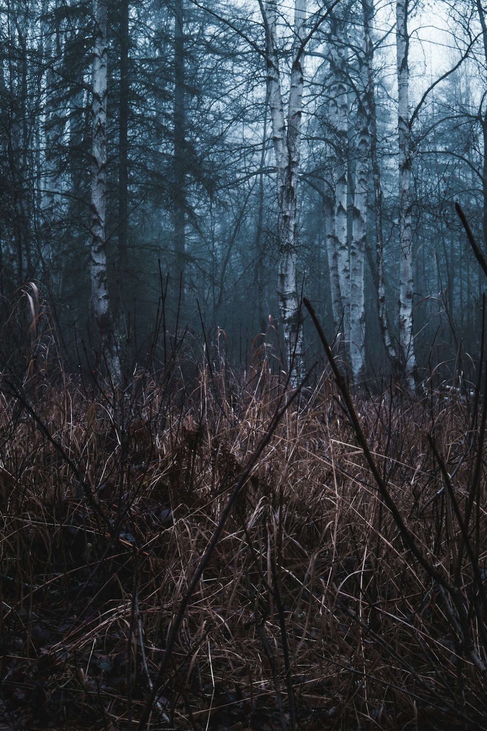 brown dried plants surrounded by trees during daytime