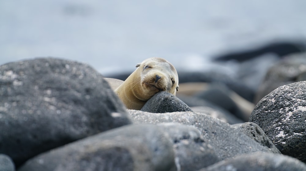 photo of seal