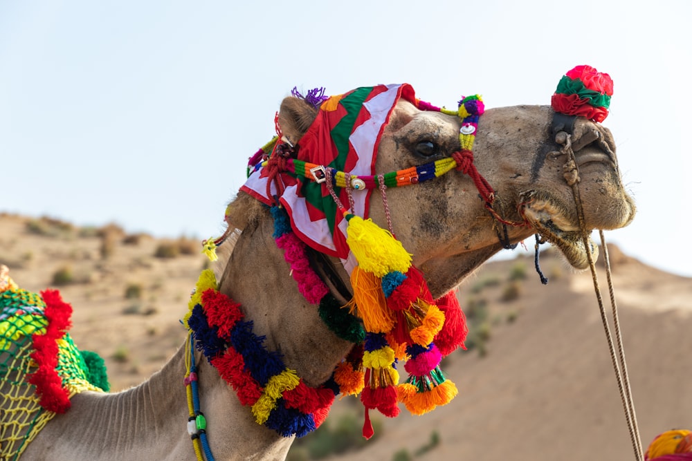 selective focus photo of camel