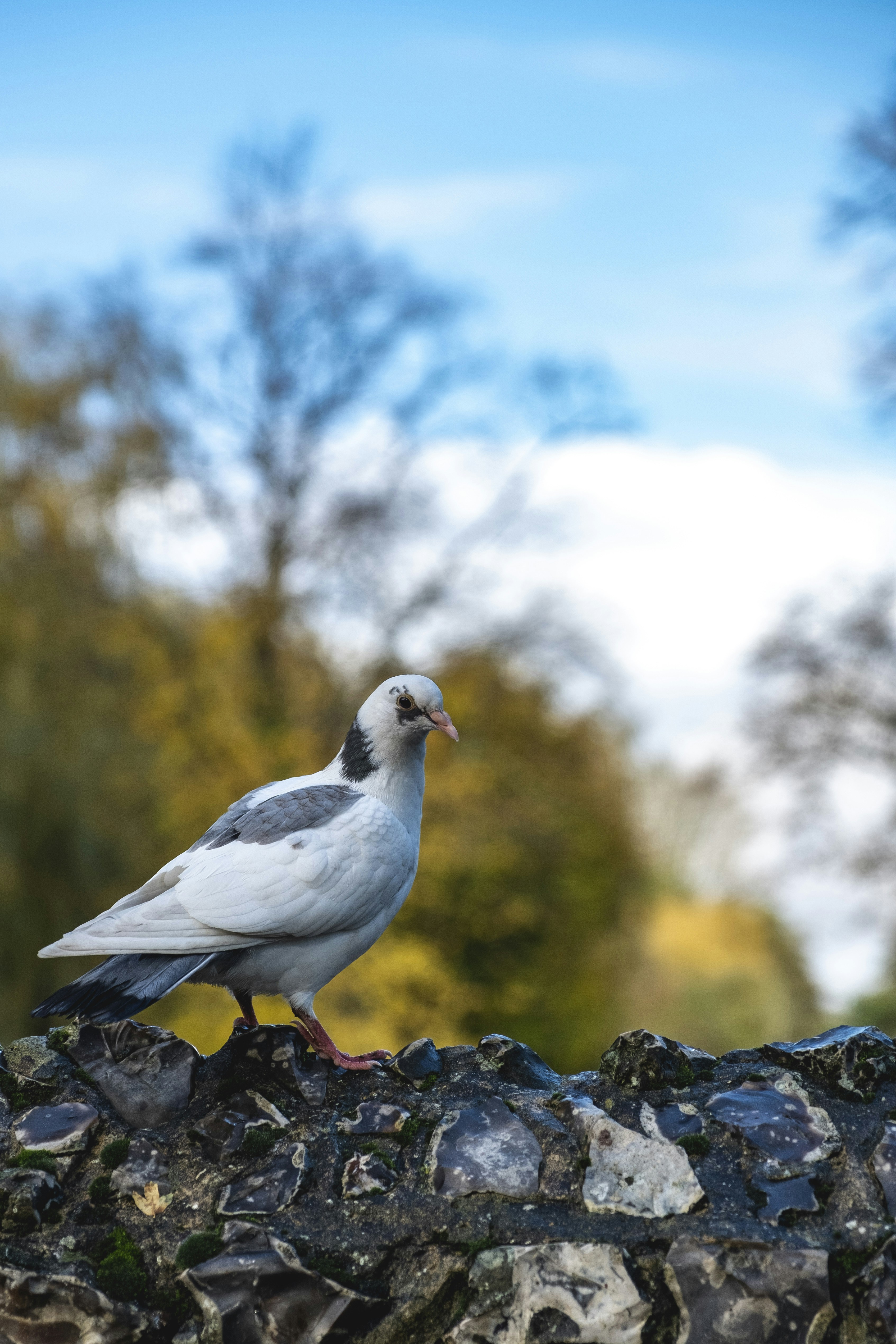 White pigeon hd wallpaper download hd