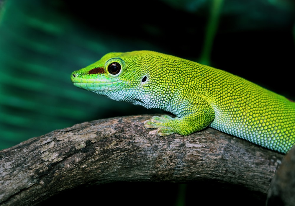 lézard vert