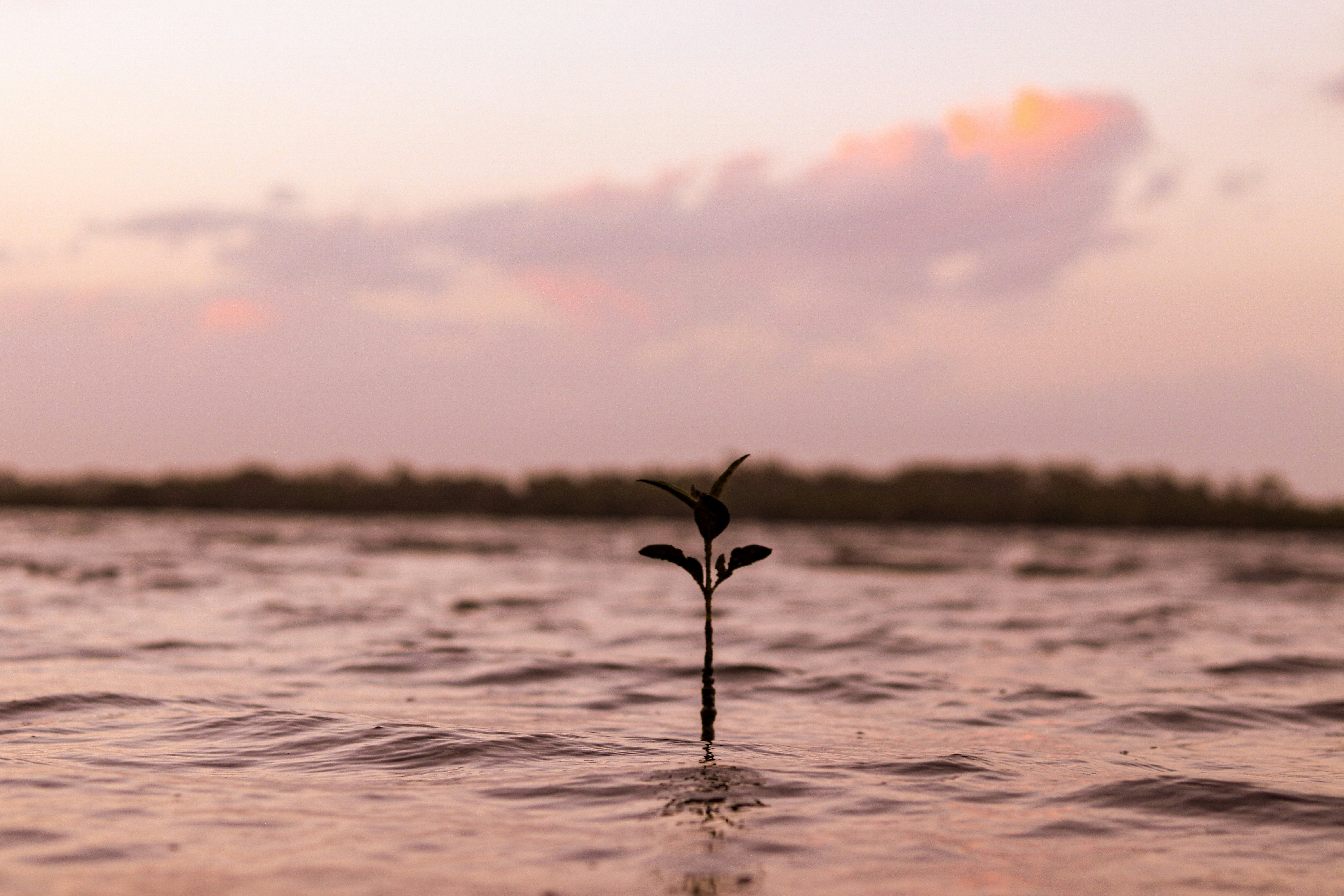 selective-focus of green plant surrounded by water