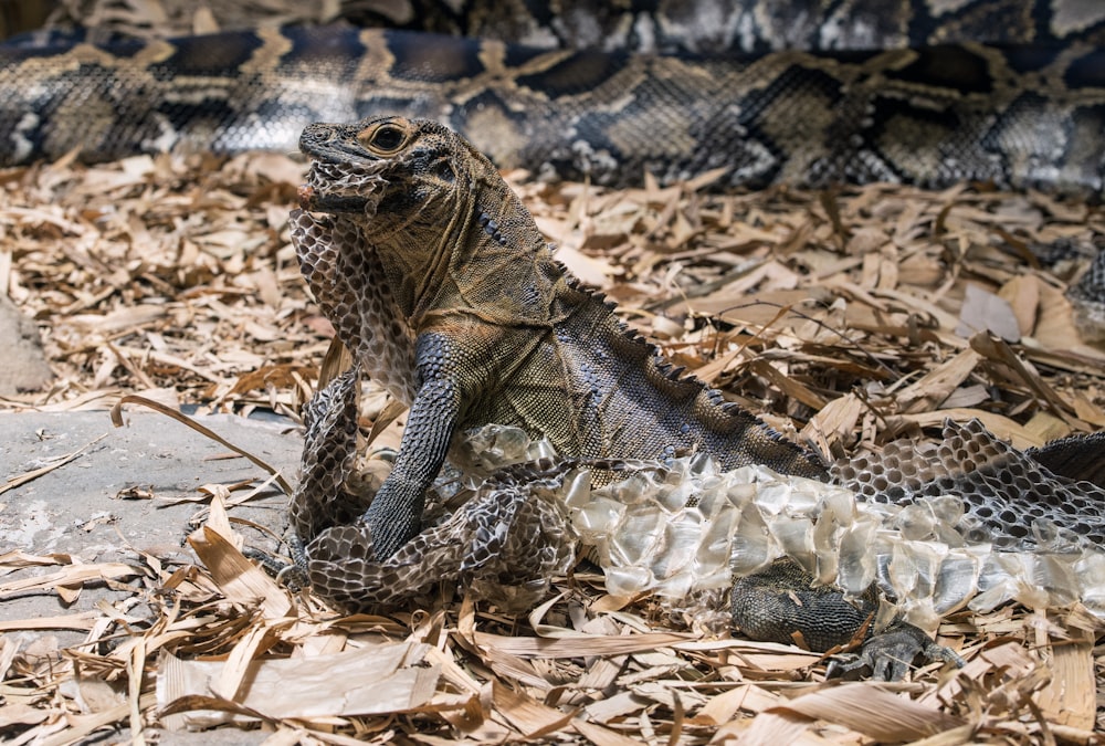 brown and gray iguana