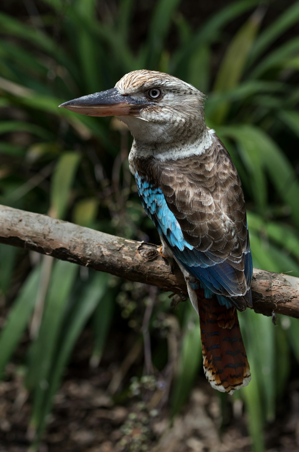 fotografia de foco raso do pássaro jacamar marrom e azul-petróleo