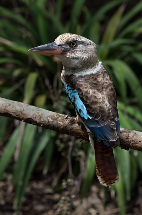 shallow focus photography of brown and teal jacamar bird in Hartley's Crocodile Adventures Australia