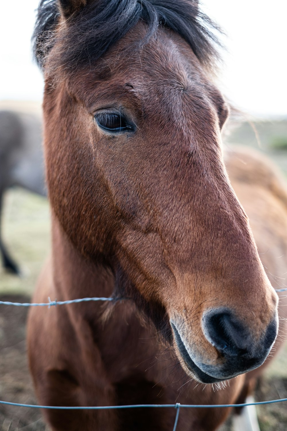 brown horse