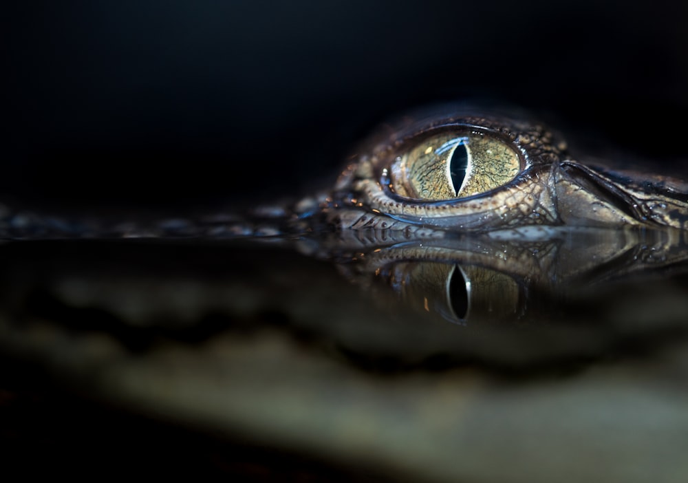 olhos de crocodilo