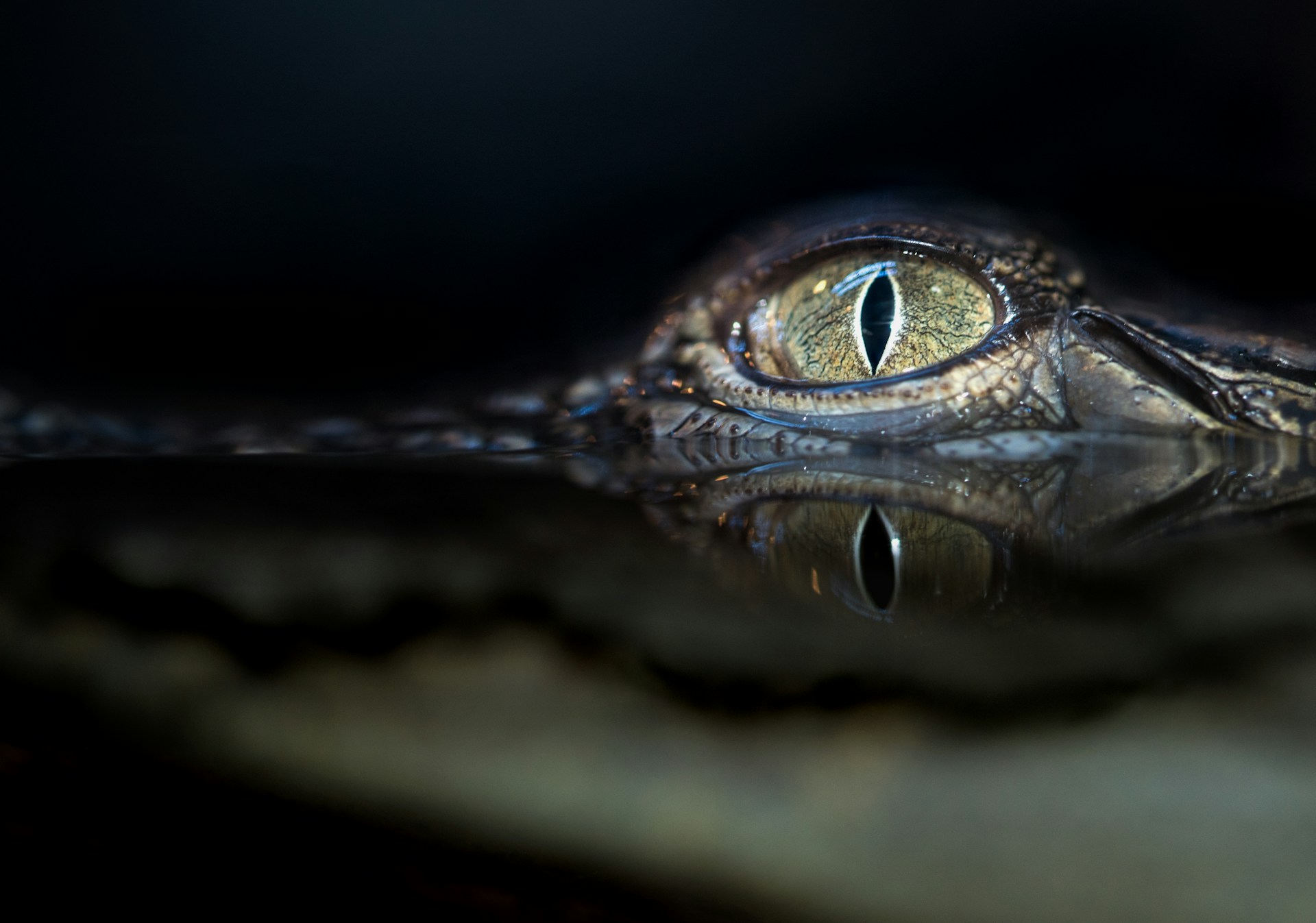 crocodile eyes