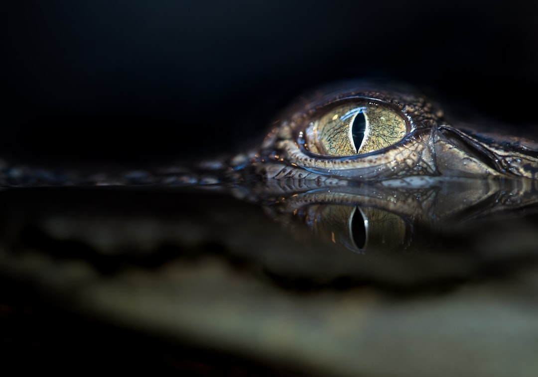  crocodile eyes alligator