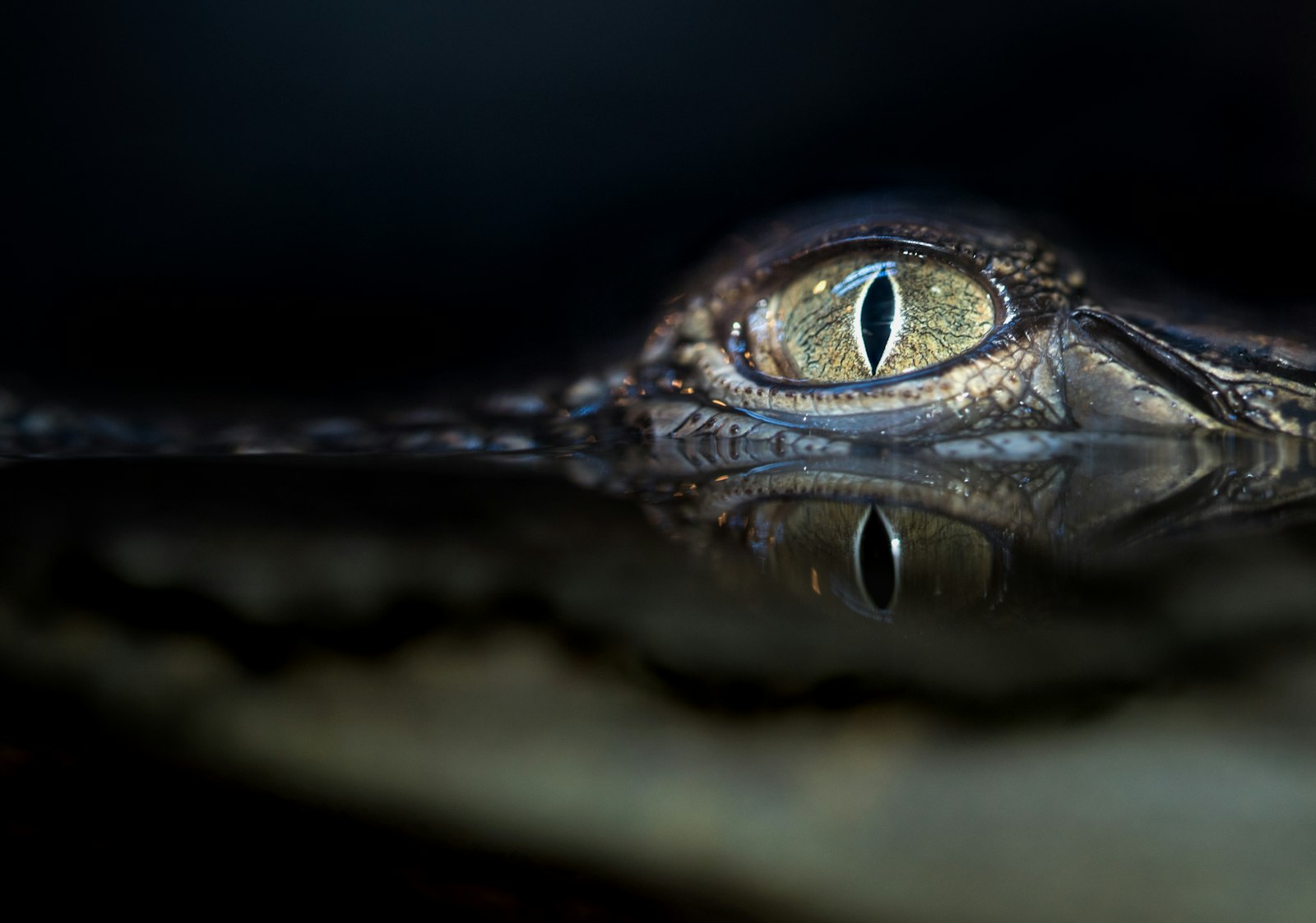 Tamron SP 90mm F2.8 Di VC USD 1:1 Macro sample photo. Crocodile eyes photography