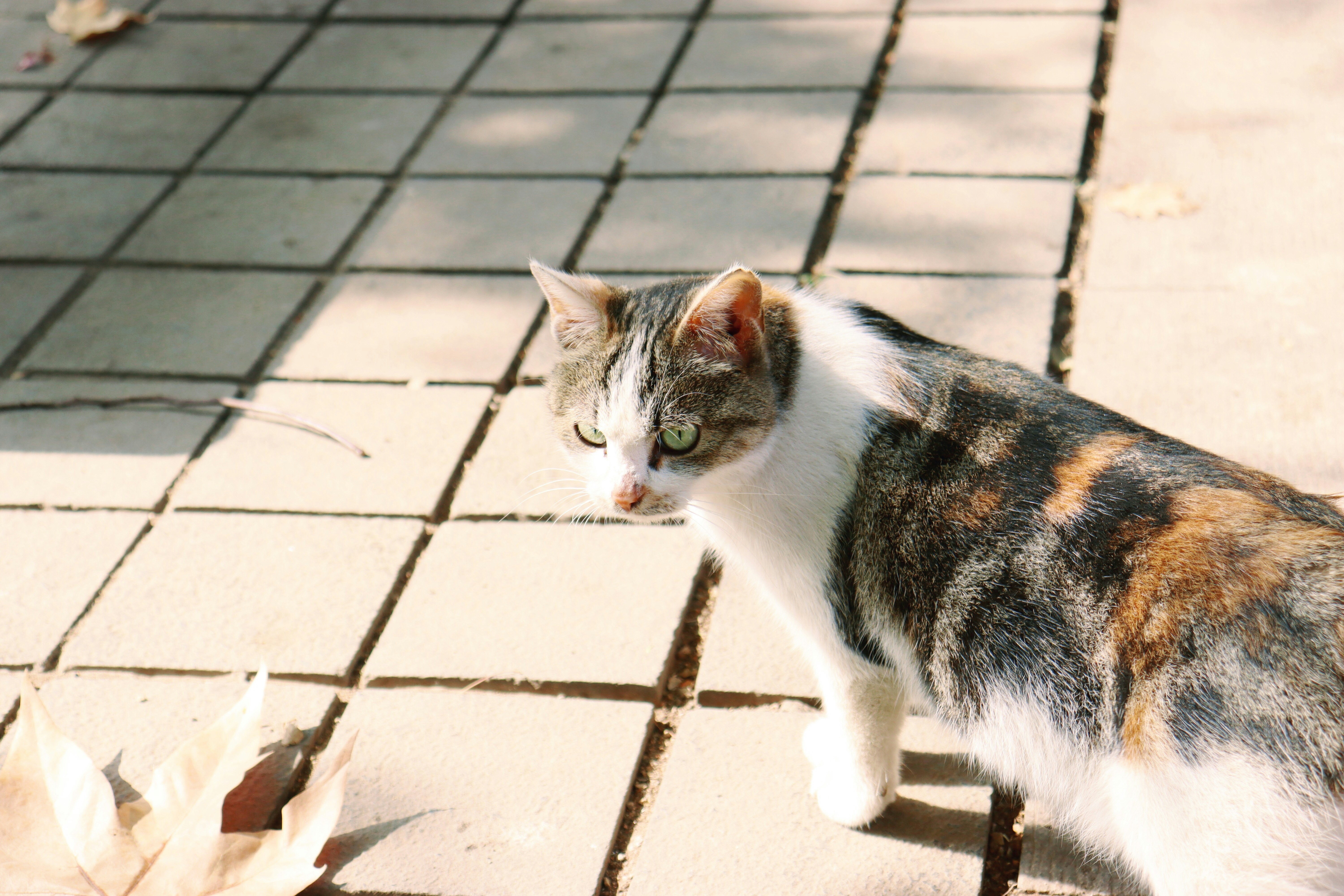 Photo by toyamakanna