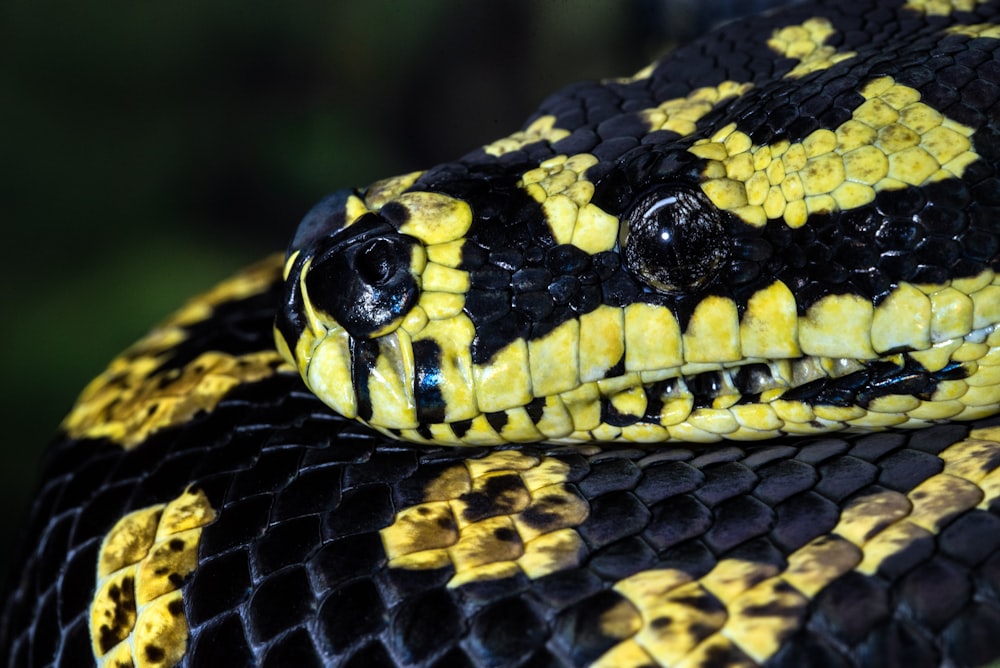 black and yellow snake