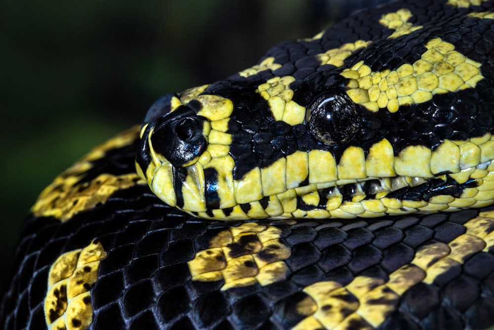 serpiente negra y amarilla