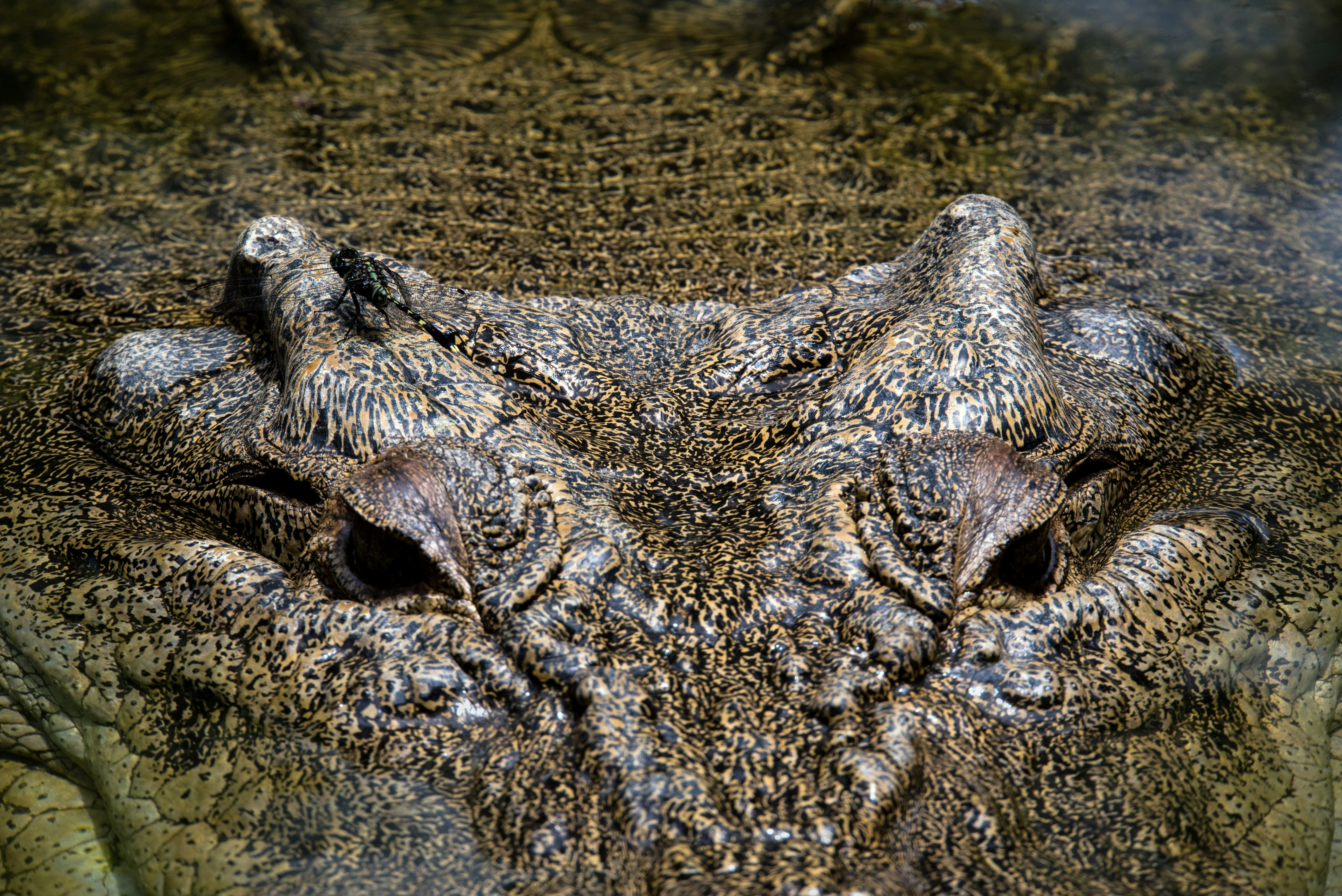 brown crocodile