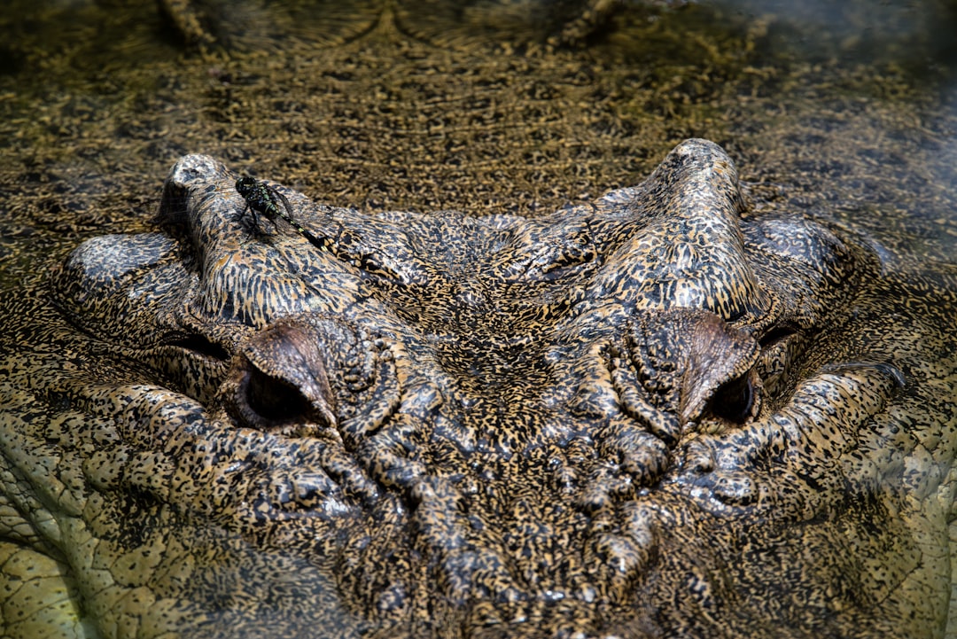 travelers stories about Wildlife in Hartley's Crocodile Adventures, Australia