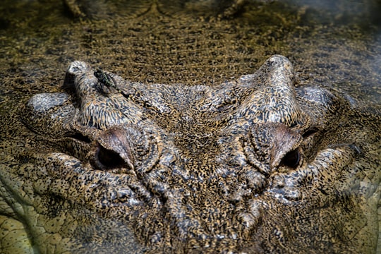 brown crocodile in Hartley's Crocodile Adventures Australia