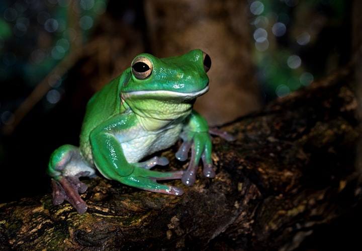 Frog, but it's a toad