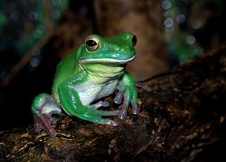 green frog on brown surface