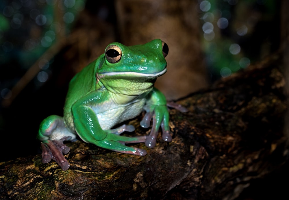 green frog on brown surface