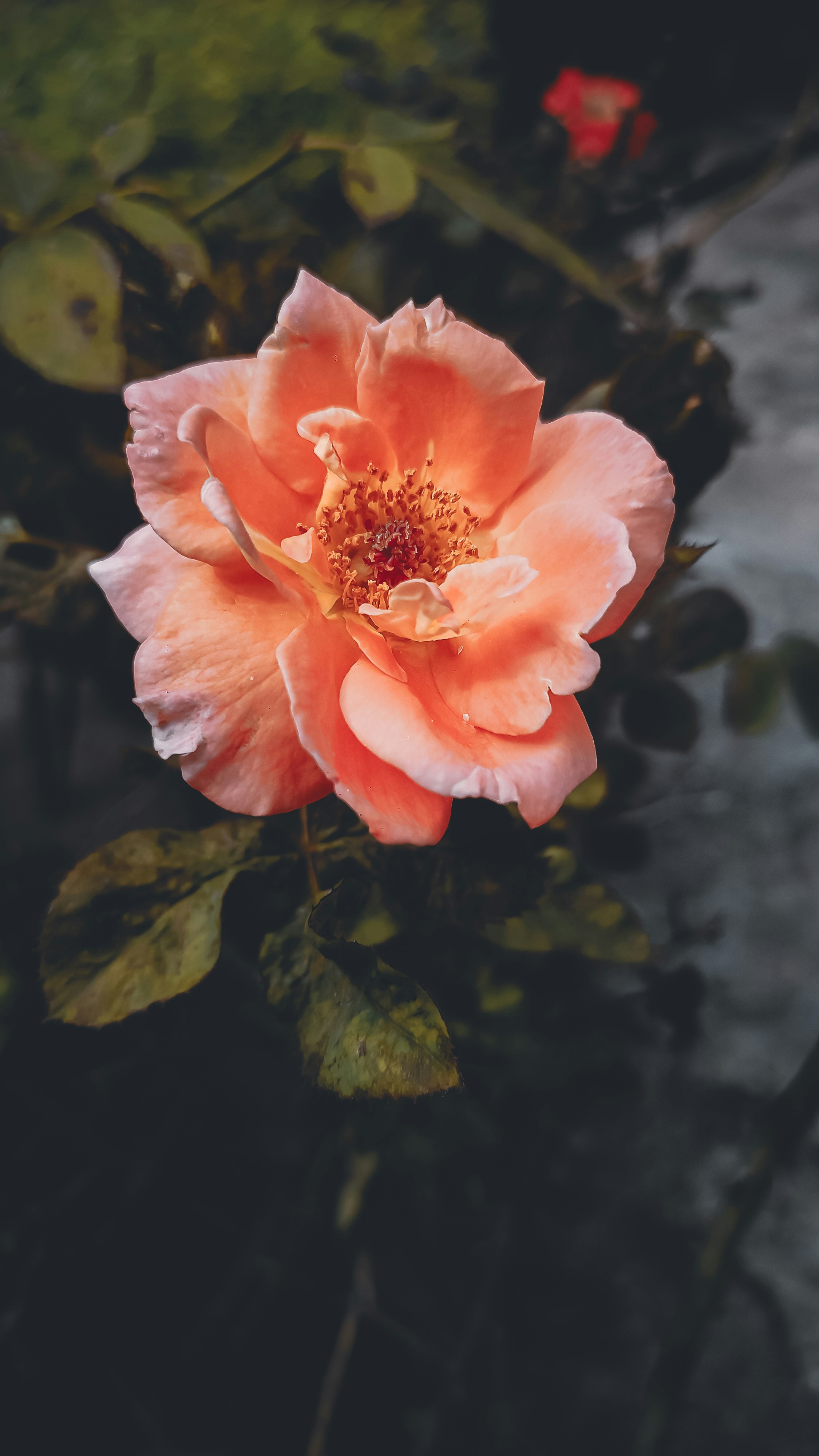 Photo by mohnishlandge