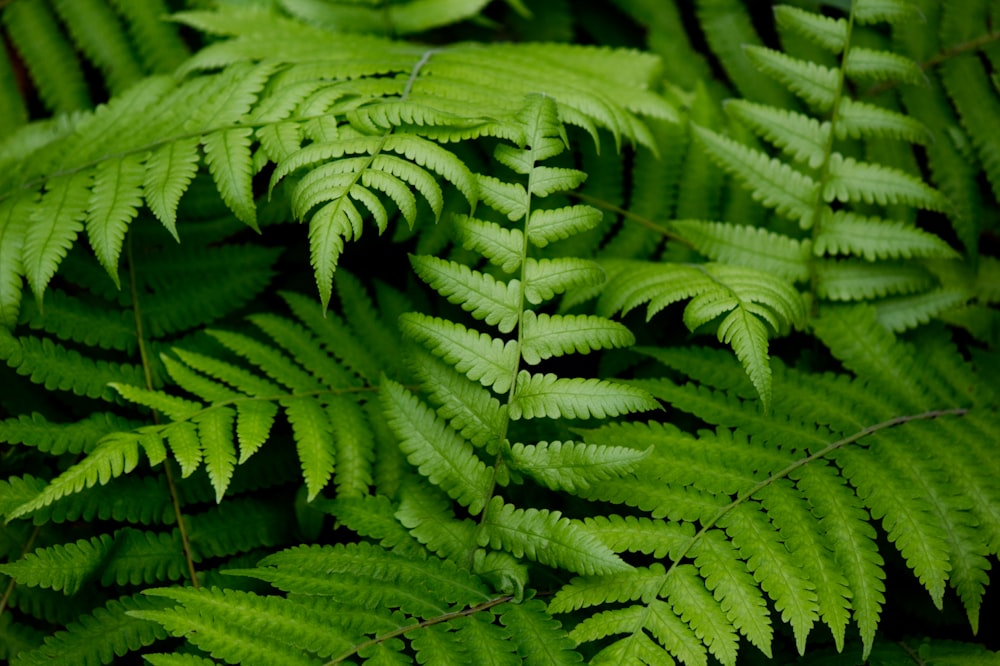 green-leafed plant