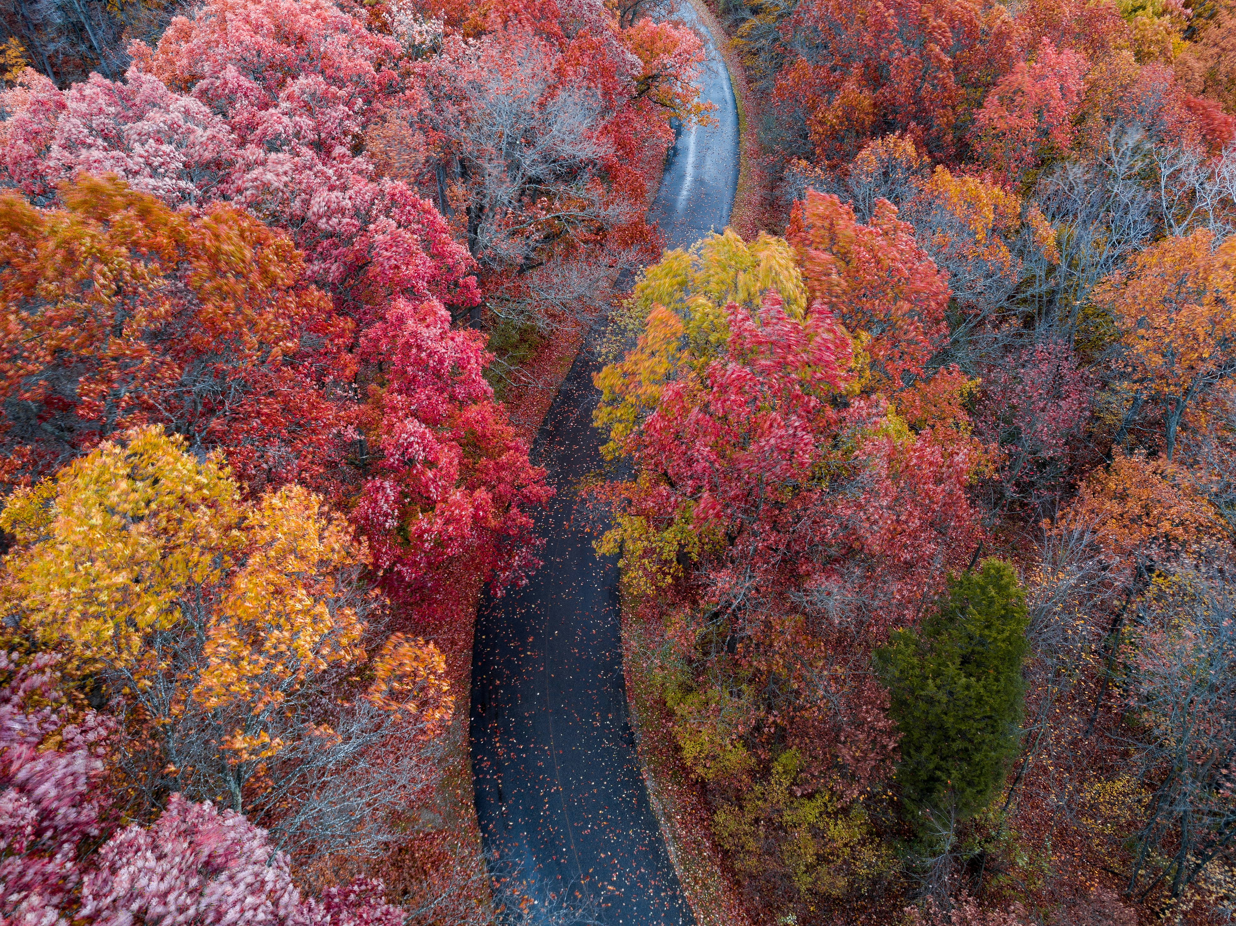 aerial photography of black road surrounded with yellow and red trees, Windy Days in Autumn