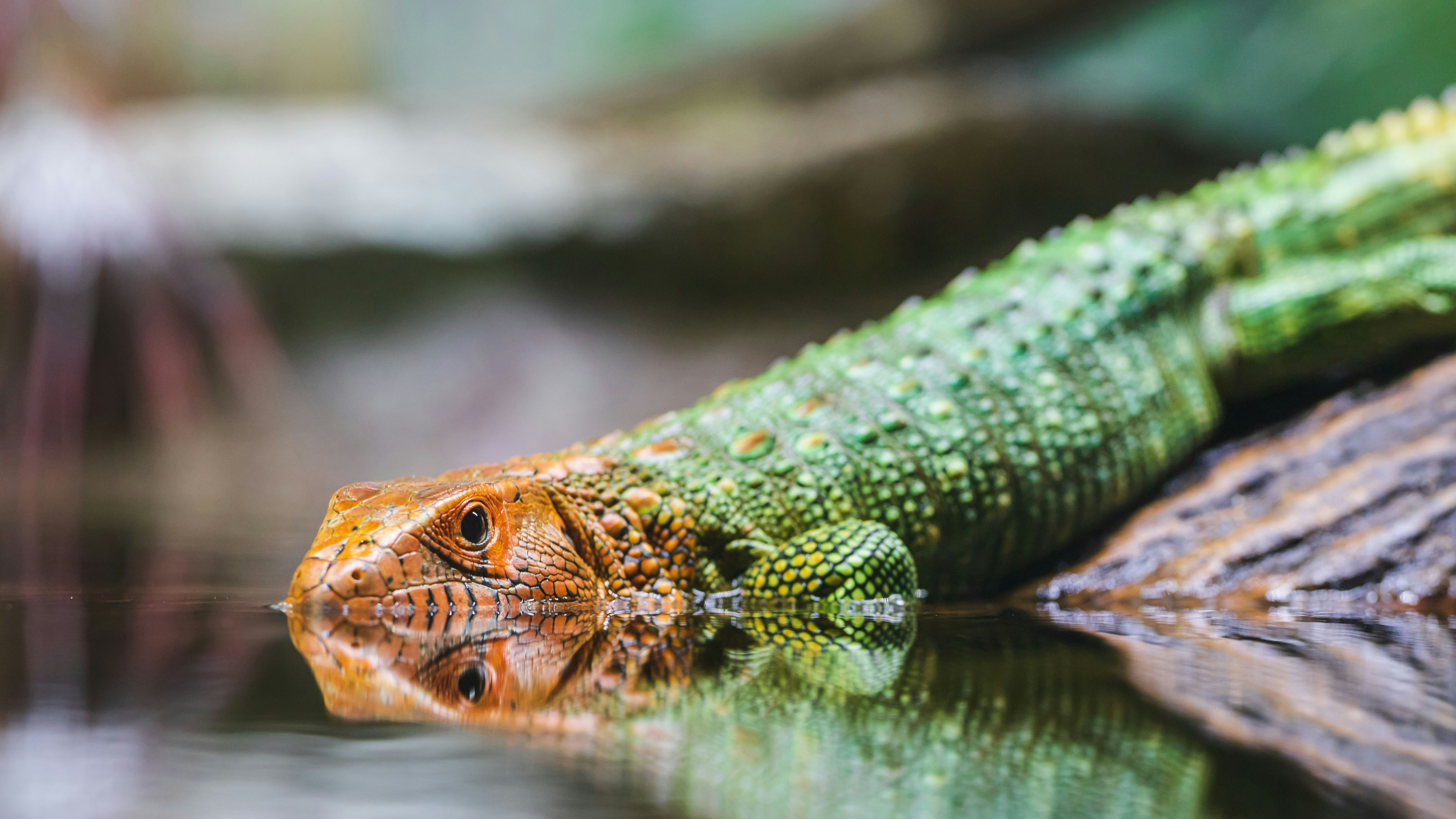 selective-focus of green and orange lizard