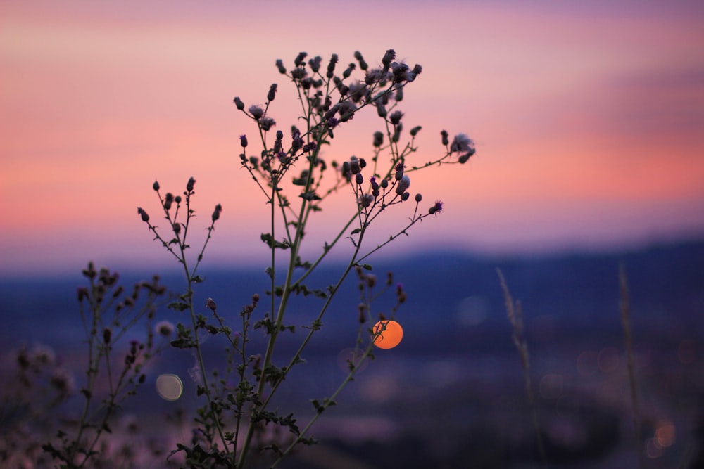 a plant in the foreground with a sunset in the background