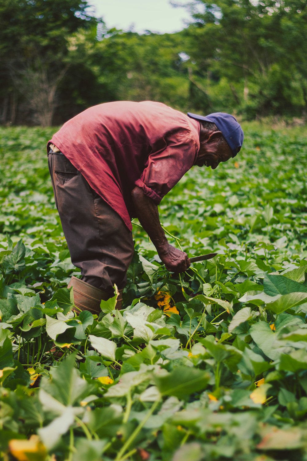 Un homme en chemise rouge et chapeau bleu cueillant des plantes dans un champ