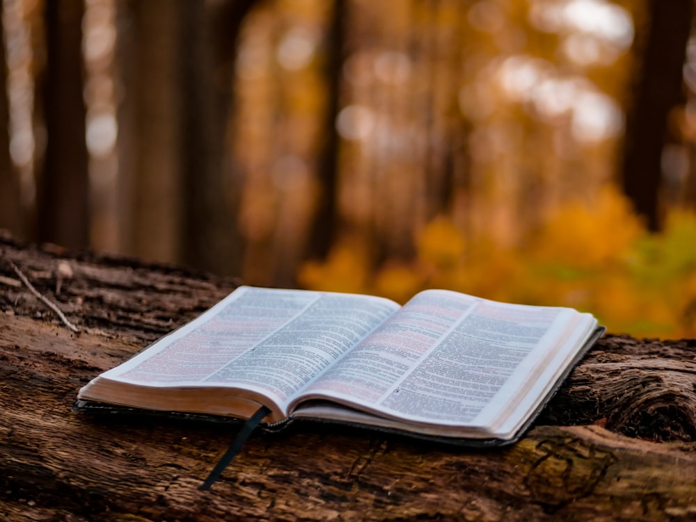 open book on brown tree