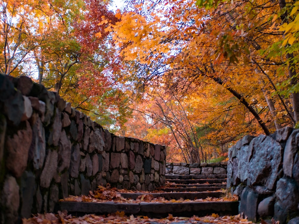 brown trees