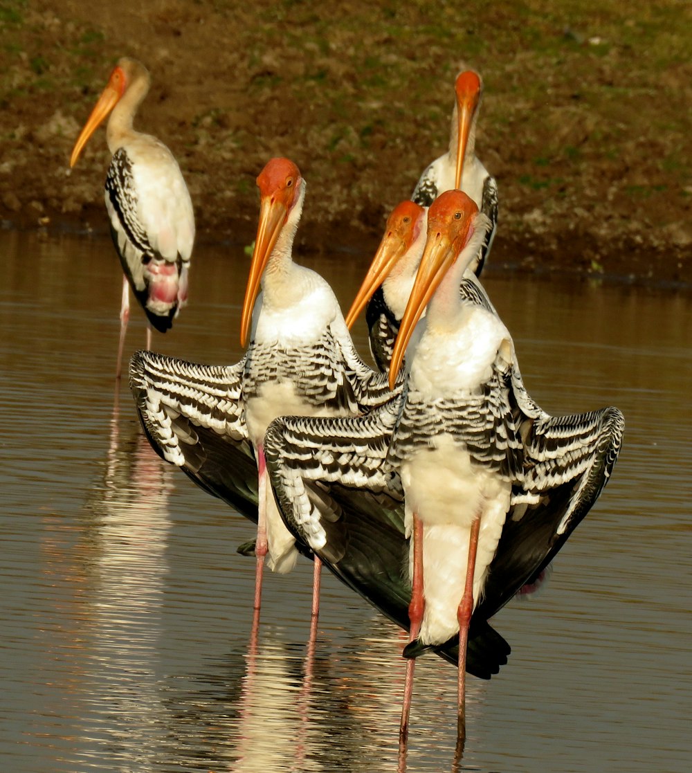 flock of black-white-and-red birds on pond