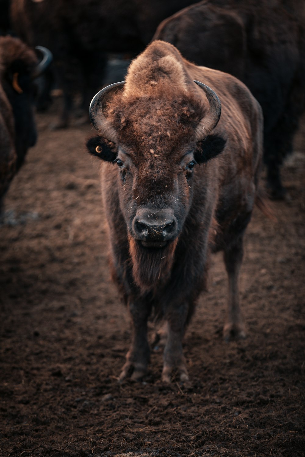 photo of brown four legged animal