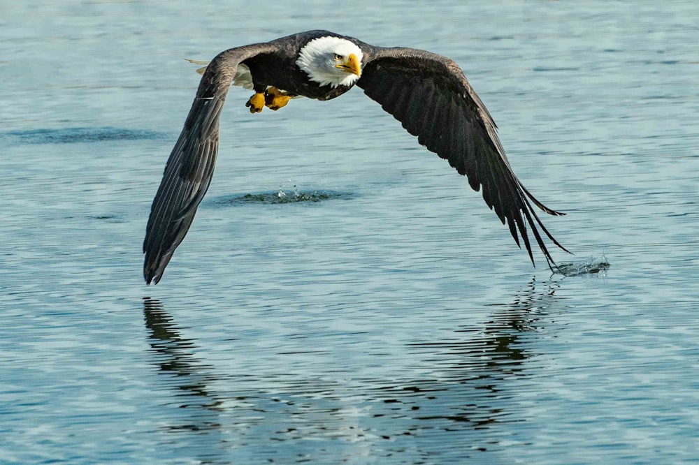 shallow focus photo of bald eagle flying under body of water