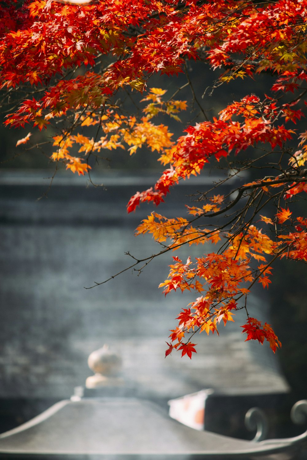 Bäume im Herbst