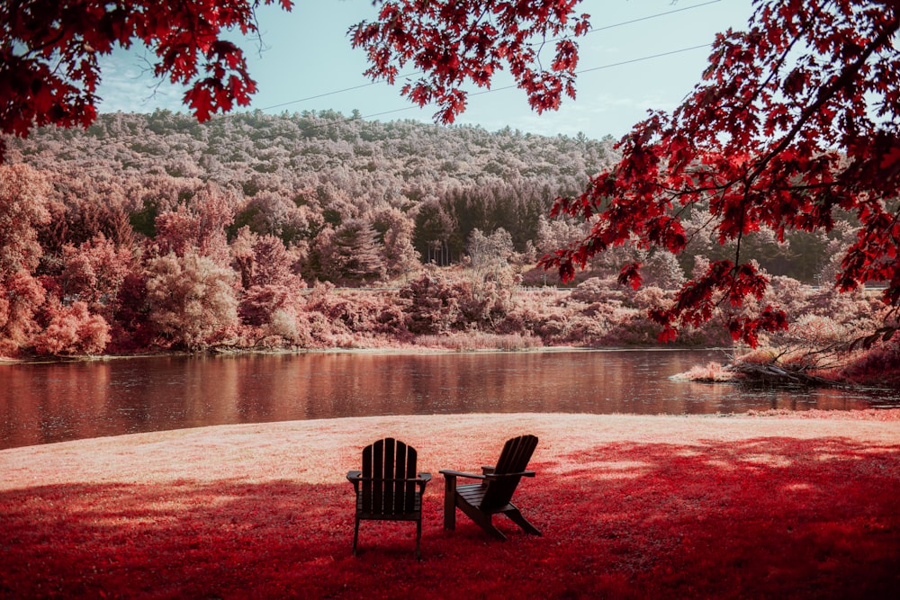 landscape photography of trees beside river