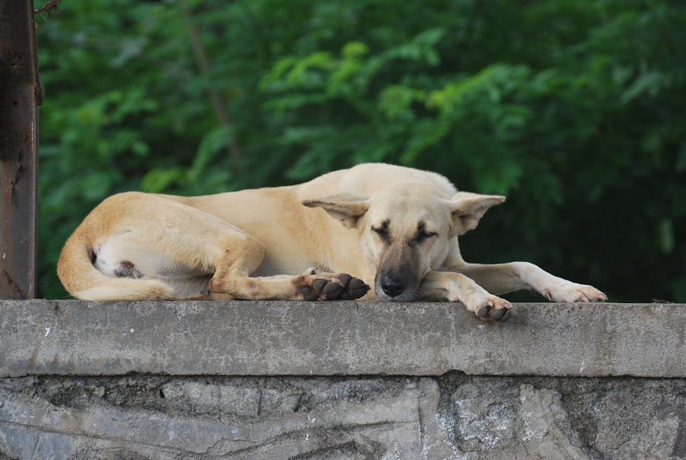 cão bronzeado