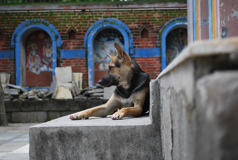 adult short-coated black and tan German shepherd