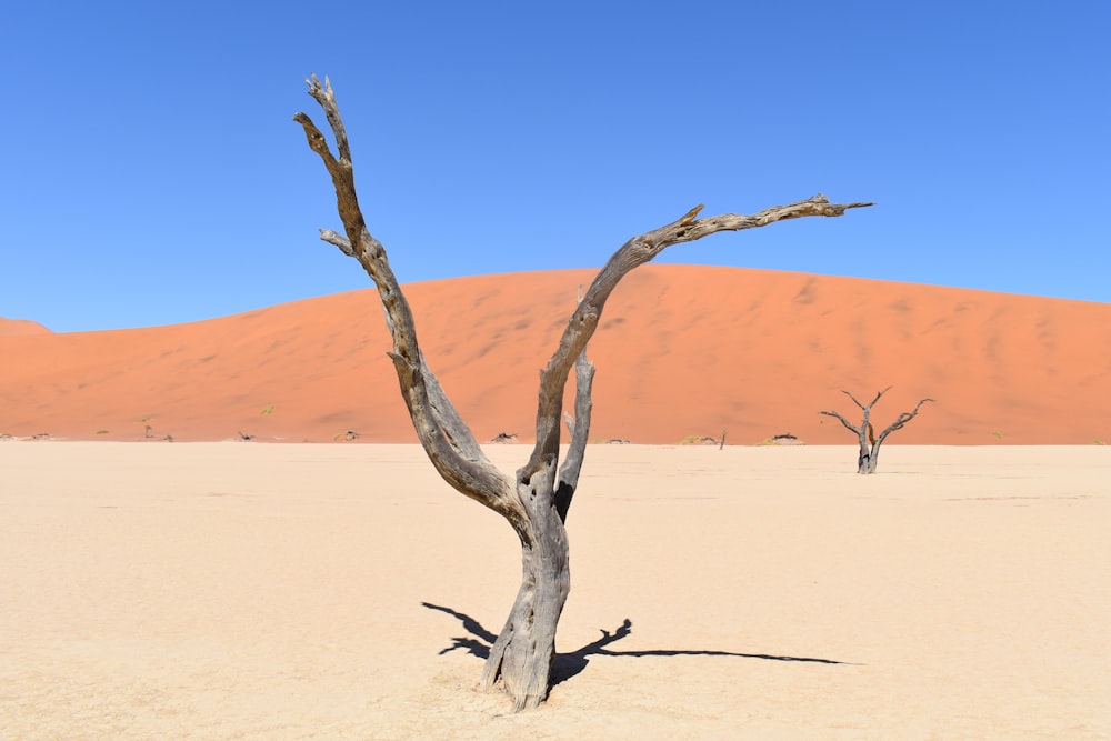 tree in desert