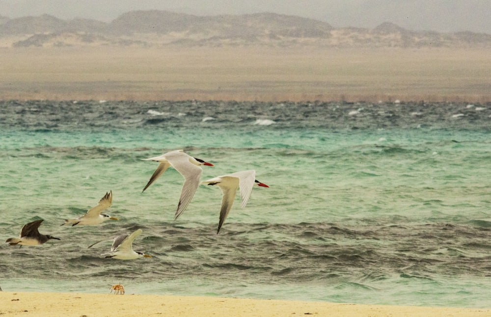 five white birds flying above sea