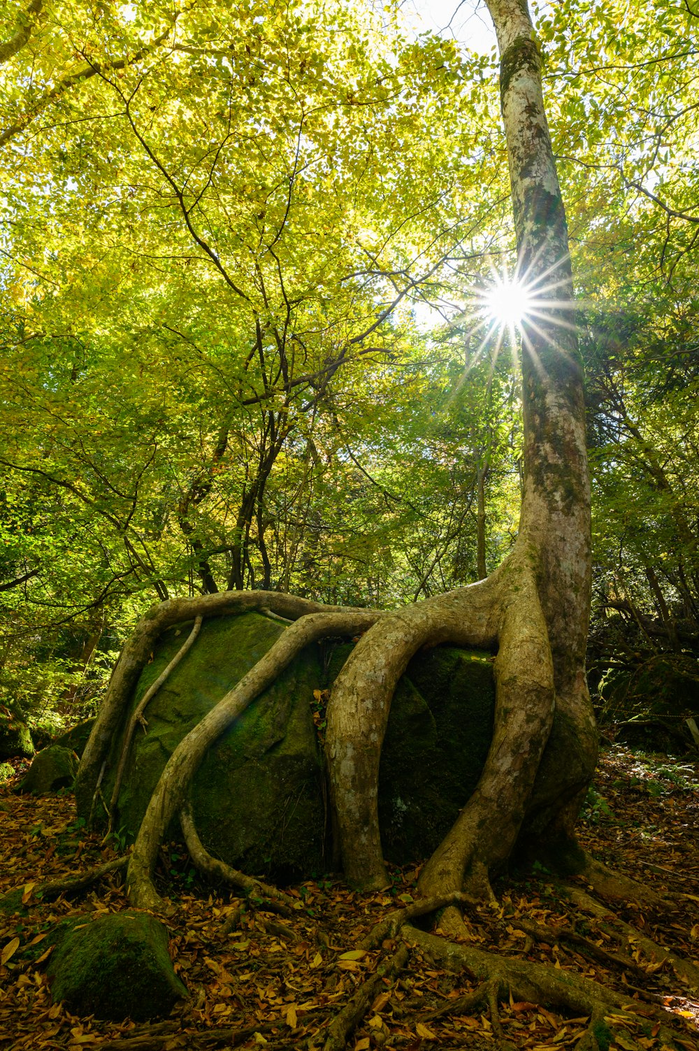 brown tree beside rock