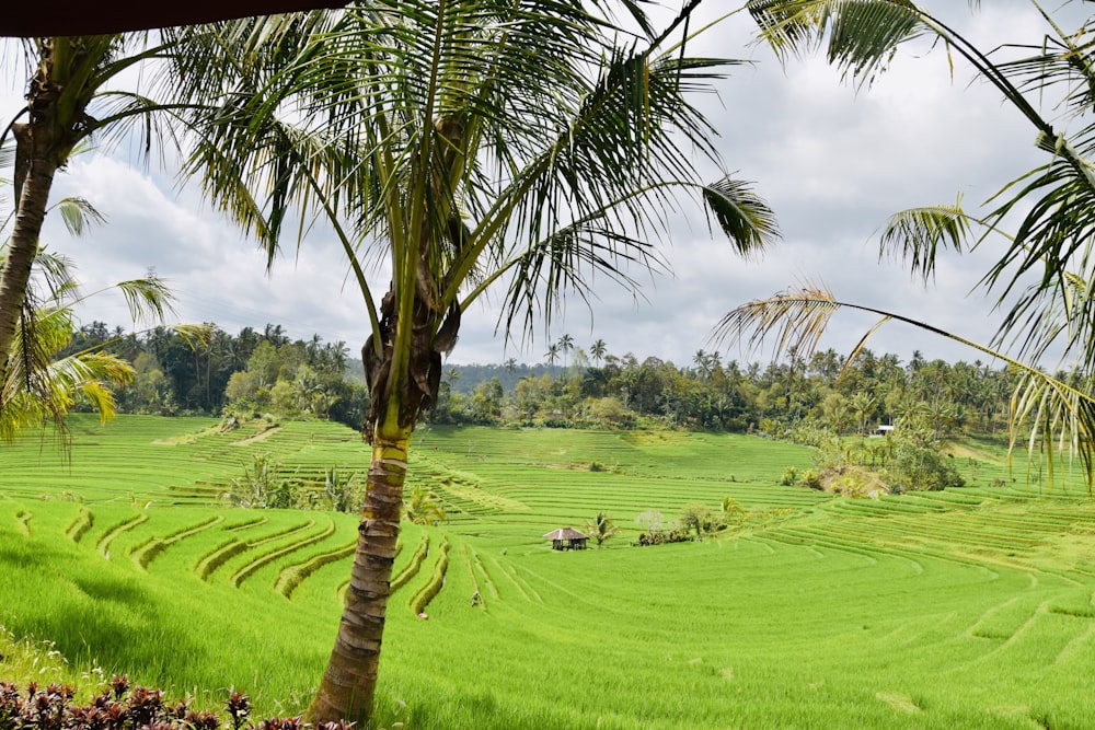 green field