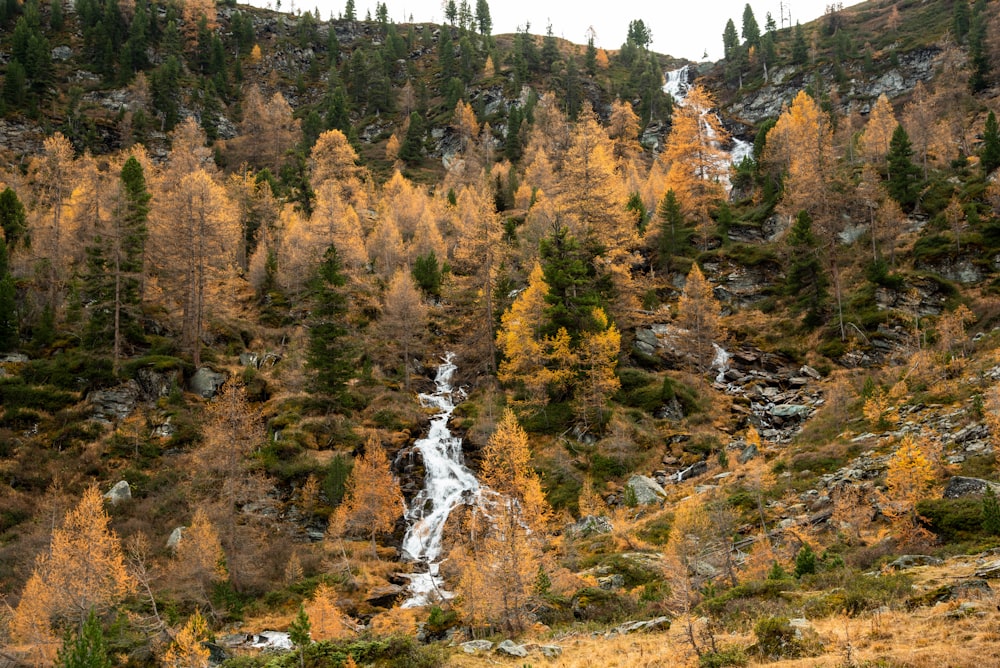 high angle photo of trees