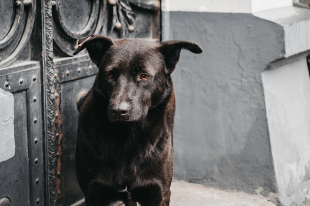 short-coat black dog