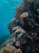 orange fish in water