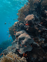 A vibrant underwater scene showcasing colorful coral reefs and tropical fish.