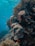A vibrant underwater scene showcasing colorful coral reefs and tropical fish.