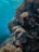 A vibrant underwater scene showcasing colorful coral reefs and tropical fish.